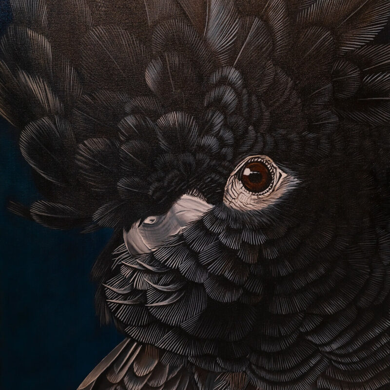 Open Art Drawing of a black cockatoo